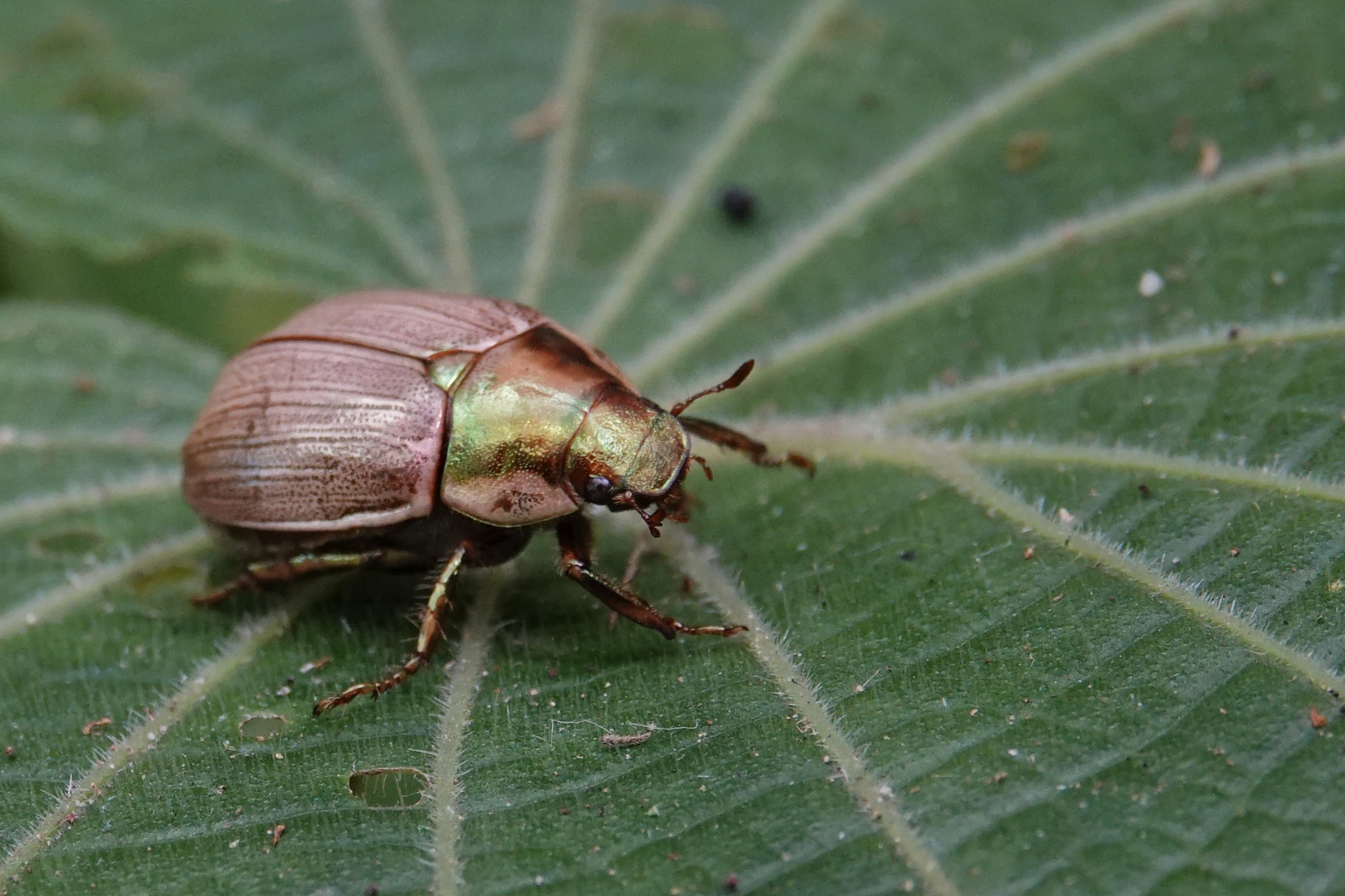 Coléoptère sur une feuille